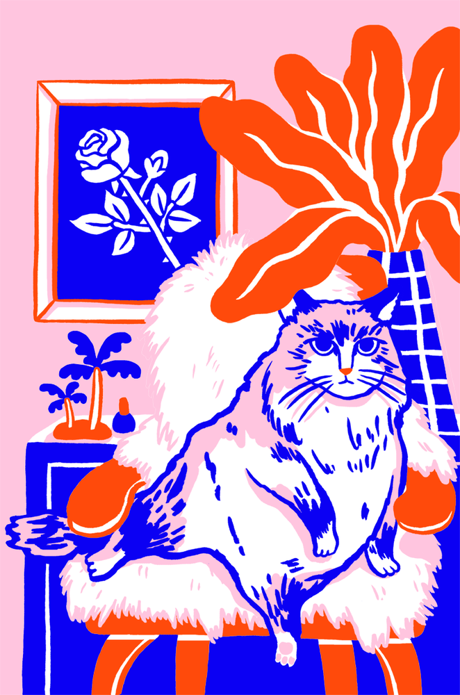 Cat #3 (Shalimar)